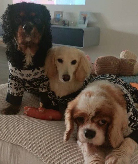 Harry, Wilson & Henry in Christmas jumpers